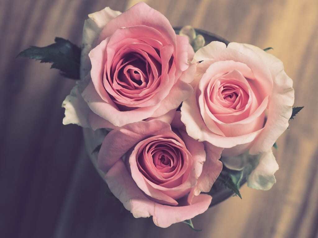 roses, pink, flowers