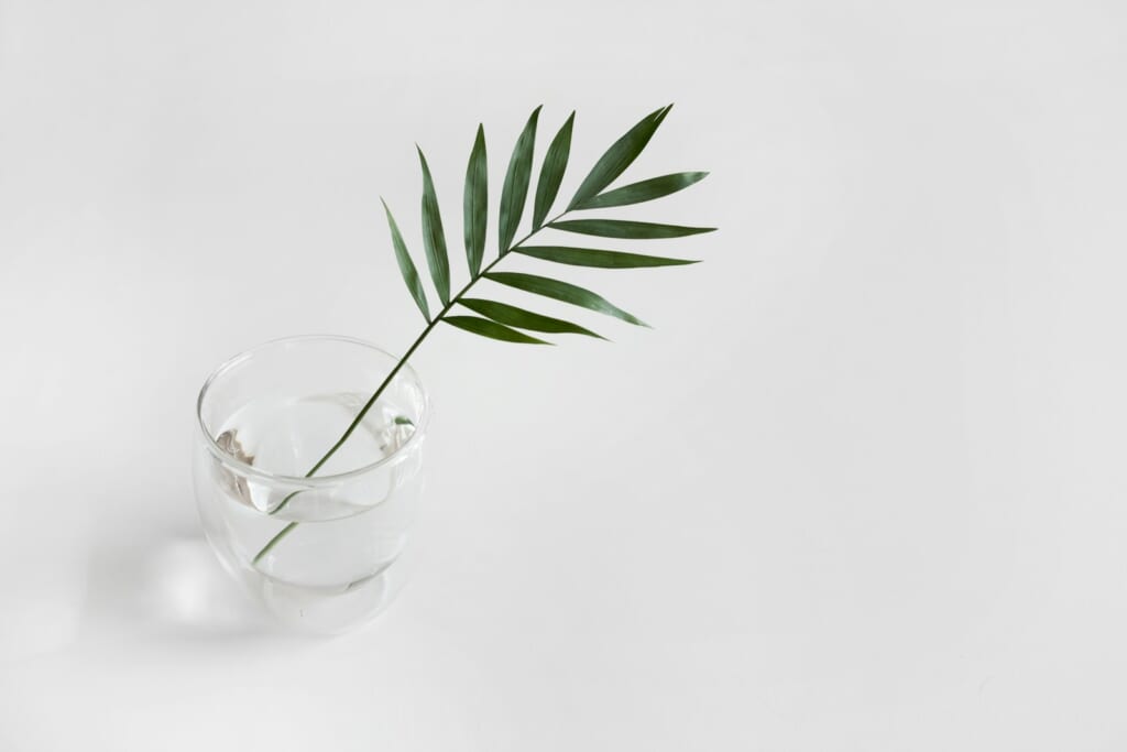 green linear plant in clear drinking glass