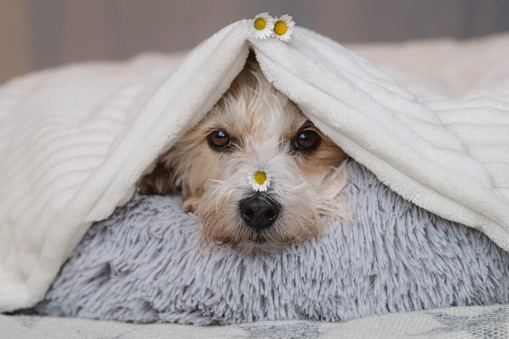 dog, blanket, flowers