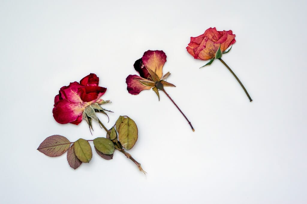 dried roses, dried flowers, pressed flowers