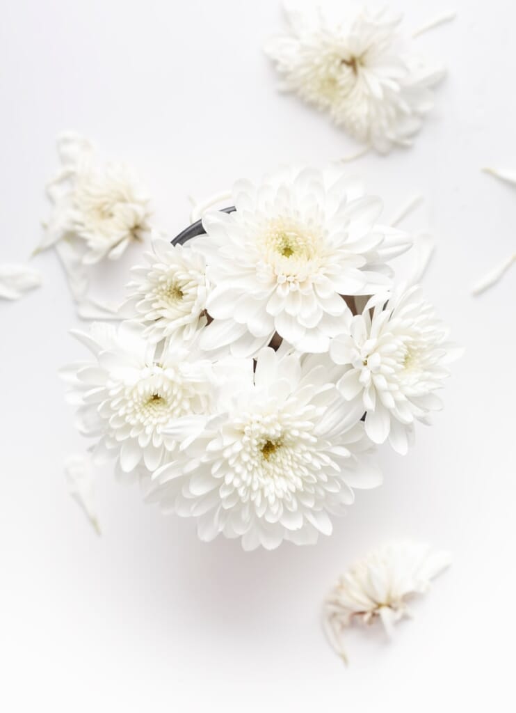 white petaled flower on white background