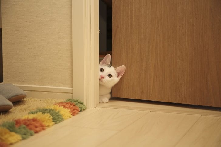 ドアから猫がのぞいている画像