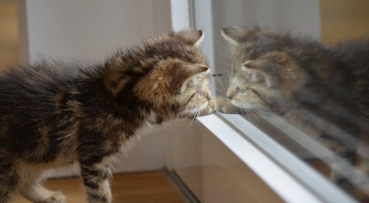 窓に映る猫の画像