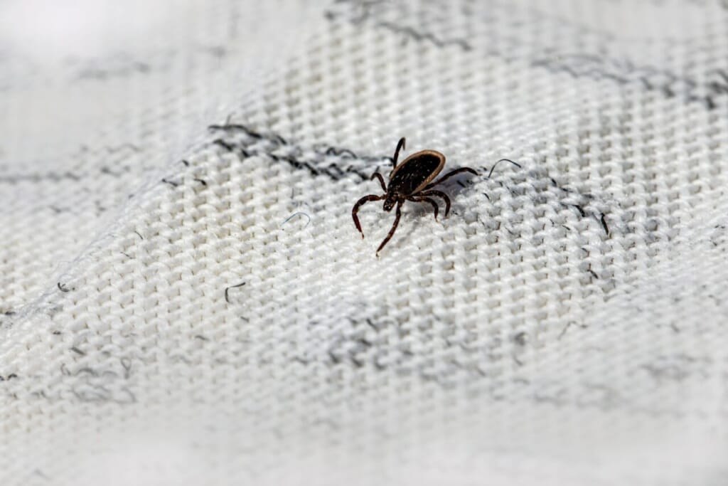 a bed bug crawling on a white sheet
