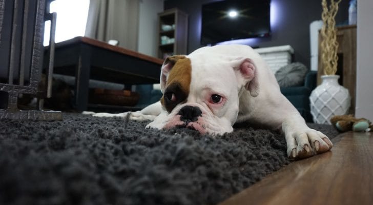 カーペットに犬が横たわる写真