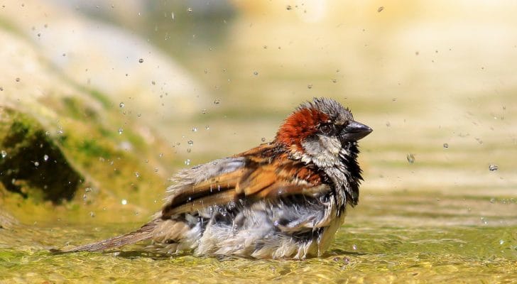 カラフルな鳥の写真