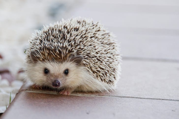 かわいいハリネズミの写真