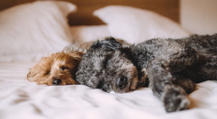ベッドに犬が2匹寝転がる写真