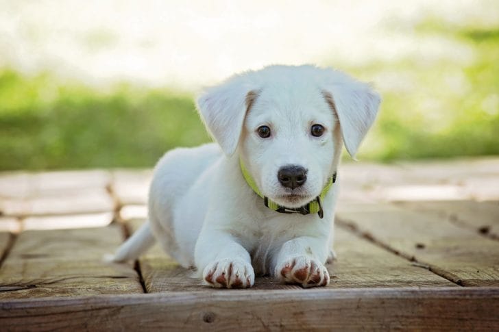 白い犬が座っている写真