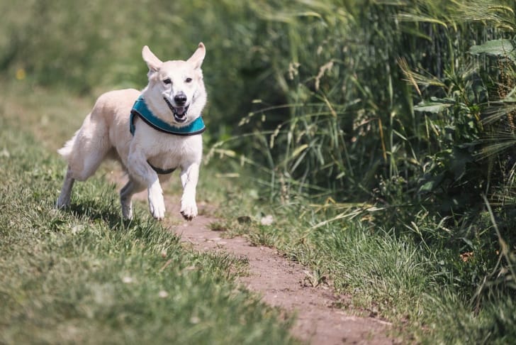 元気に走る犬の写真