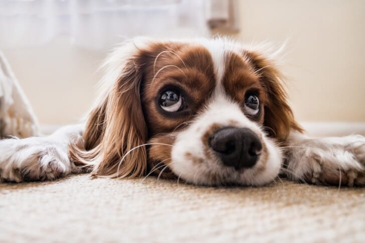 寝転ぶ犬の写真