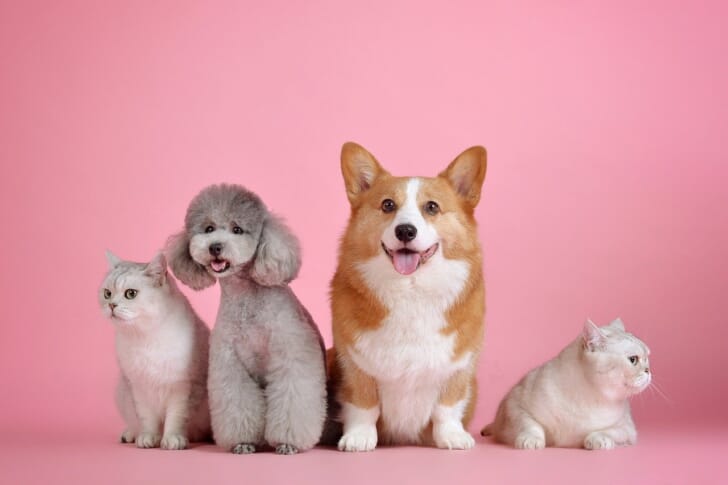 4匹の犬が座っている写真
