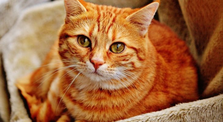 三毛猫がこちを見ている写真