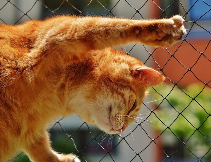 猫の画像