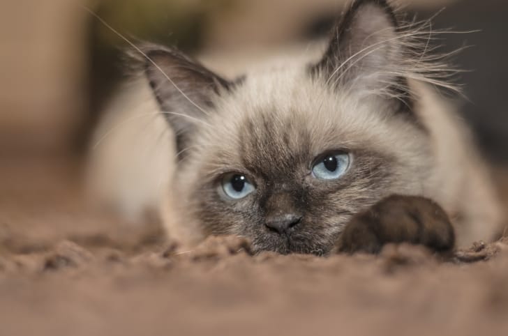 ぬいぐるみのようにかわいい猫の写真
