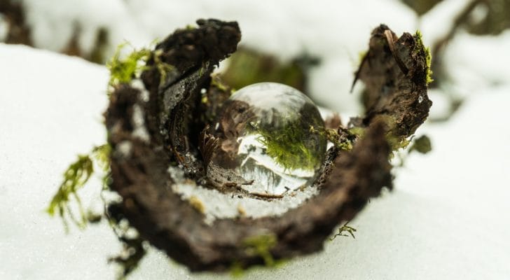 苔玉と水滴の写真