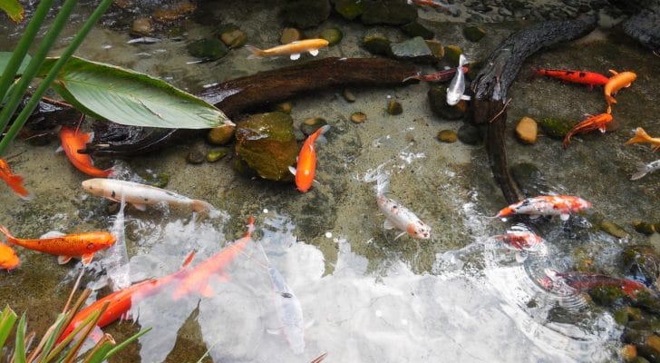 家に金魚がたくさんいる写真
