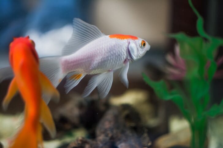 二匹の金魚が泳いでいる写真