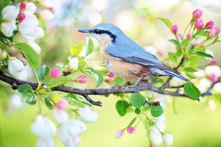 木の枝に鳥が止まっている画像