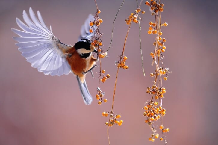 鳥が木の実をつつく写真
